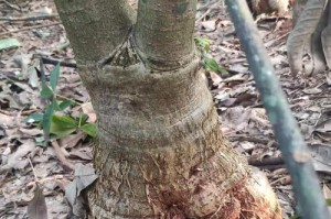 如何让发财树的根部变粗（掌握关键技巧，让发财树更健壮）