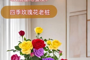 如何正确养活没玫瑰花？（学会关键养护技巧，让没玫瑰花健康绽放）