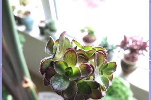璀璨多肉（探索多肉植物繁殖的奥秘，打造璀璨多肉花园）
