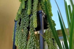 打造繁茂的新玉缀花园（新玉缀养护全攻略，让花园更美丽）