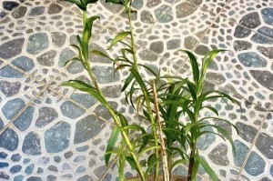 如何挽救百合花叶子的黄萎现象（快速而有效地恢复百合花叶子的绿色生机）