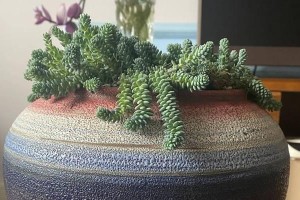 如何正确养护大姬星美人（打造迷人星光，尽显魅力焕发）