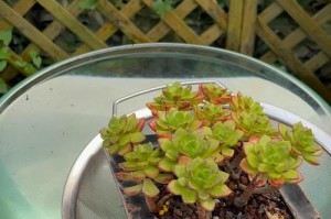 多肉种植的关键（了解多肉植物的水分需求，让其茁壮成长）