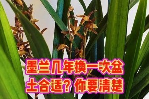 墨兰发黄的原因及处理方法（探究墨兰变黄的原因，提供有效处理方法）