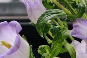 风铃花水浇多了怎么办（教你正确的风铃花浇水方法，防止过多灌溉引发的问题）
