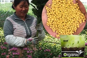 农用化肥能否用于多肉植物的肥养？（考察农用化肥对多肉植物生长的效果及潜在风险）