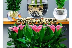 以花瓶扦插富贵竹的养护技巧（打造绿意盎然的居家环境，富贵竹你值得拥有）