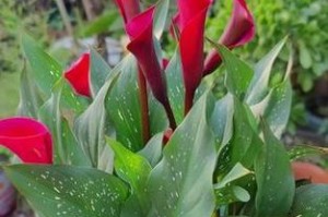 以马蹄林怎么开花？（从种植到养护，让你的马蹄林绽放美丽花朵）