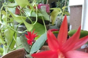 阳台花草养护秘籍（打造花海，让阳台成为植物王国）