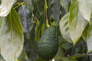 牛油果的种植要点（选择种植地、土壤条件、养护方式）