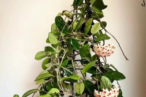 花叶球兰叶子发黄的养殖技巧（解决花叶球兰叶子发黄问题的方法及注意事项）