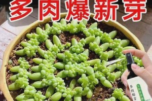 以多肉老桩扒下来的分芽如何养护（从老桩中孕育新生命，多肉分芽的养护秘籍）