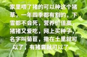 菊苣种植全攻略（了解菊苣生长特点与注意事项）