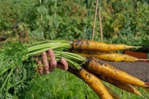 胡萝卜种植的最佳月份（了解适宜胡萝卜种植的季节和条件）