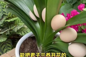 以君子兰换盆用什么土好（合适的土壤种植君子兰）