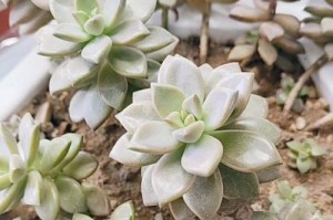 以姬胧月多肉配土探索多肉植物的生长之道（多肉植物的适宜土壤与姬胧月多肉的特点）