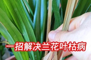 兰花叶片变黑的原因及防治方法（探究兰花叶片变黑的原因，为您提供科学的防治方法）