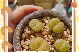 以天狗之舞多肉剪枝为主题的养护指南（掌握剪枝技巧，让你的多肉植物更加健康美丽）