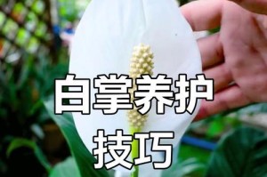 如何养护白掌花（白掌花养护指南，让你的花卉常青如新）