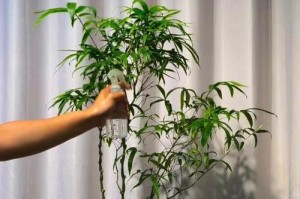 佛肚竹的养护之道（打造旺盛健康的佛肚竹，用心呵护才能得到它的美好生命）