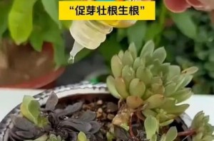 多肉植物叶子怎样养才能爆炸性生长？（多肉植物养护技巧大揭秘，让你的叶片生机勃勃！）