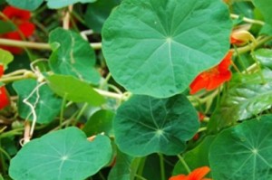 以旱金莲苗怎么种植方法（轻松学会种植旱金莲苗，助你打造美丽花园）