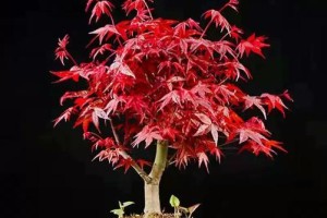 红枫盆景的最佳修剪季节（打造完美红枫盆景，掌握修剪要诀）
