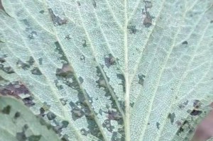 叶斑病的形成及防治措施（揭示叶斑病的成因及有效应对策略）