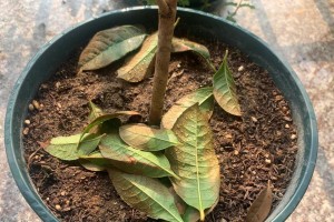 如何处理枯黄的树枝干（有效方法帮助树枝恢复健康）