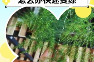 如何挽救秋天叶子发黄的文竹？（掌握关键技巧，让你的文竹焕发生机）