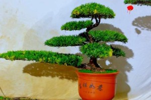 小罗汉松（探索小罗汉松的生态特点与养护技巧）