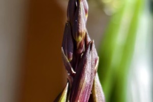墨兰开花频率与细节解析