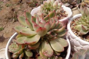尿素浇水对多肉的效果及方法研究（以尿素为主要成分的水溶液对多肉植物生长的影响及合理使用方法）