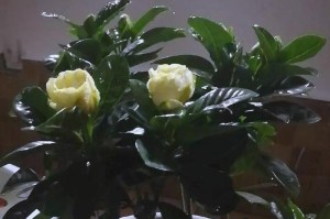 栀子花冬季换盆的养护技巧（栀子花换盆后的关键养护细节）