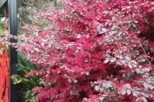 红花继木的花期及生长特点（探究红花继木的生长规律与优势）