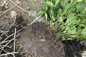 解决栀子花水培根少问题的方法（快速增加栀子花根量的关键技巧与注意事项）