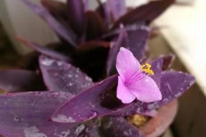宿舍花卉的选择与养护（如何在宿舍里种出美丽的花卉？）