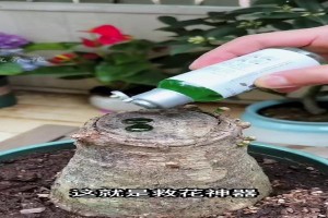 发财树养护与消毒的重要性（-发财树、养护、消毒、重要性）