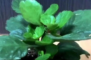 长寿花盆栽修剪的技巧（打造健康繁茂的长寿花，养花人的必备技能）