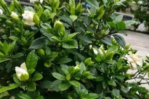 以啤酒养吊兰，让其更旺盛（探索神奇的植物肥料，啤酒的使用方法）