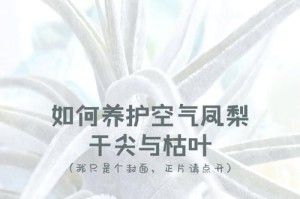 如何救治干枯的凤尾竹叶尖？（凤尾竹叶尖枯萎原因分析及其解决方法）