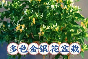 金银花盆栽养护秘籍（打造健康、美丽的金银花盆栽，）