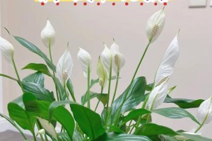 白掌花（解读白掌花的养护之道）