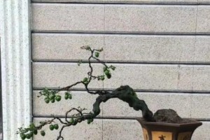 如何科学养护金弹子？（金弹子的特点和生长环境）