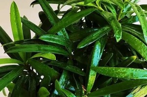 如何有效处理罗汉松树叶上的虫害（保护你的罗汉松，远离虫害困扰）