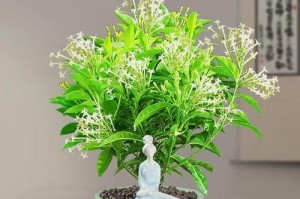 木菊的毒性和室内养护技巧（了解木菊的毒性，正确养护它们）