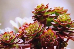 多肉蒂亚的分盆方法（分盆时间和步骤详解）