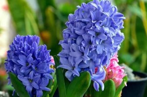 风信子球的种植与养护（打造花香四溢的花园，轻松种植风信子球）