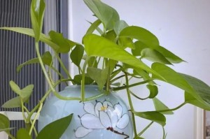 植物长得太高易倒？如何解决这个问题（探索植物生长的极限及其应对策略）