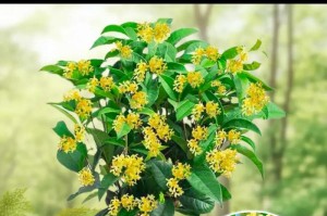 桂花盛开的时节（四季芳香，绚丽而短暂）
